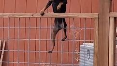 Dog Successfully Climbs Fence and Jumps Across After Failing Once