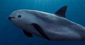 Facts: The Vaquita (The World's Most Endangered Marine Mammal)