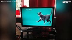 Este perro enloquece con un anuncio de TV