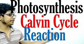 Calvin cycle photosynthesis