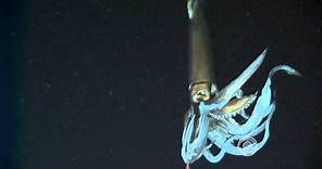Scientists film giant squid in its natural habitat