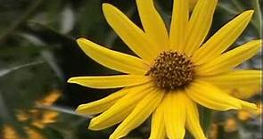 Minnesota Native Plant - Maximilian Sunflower (Helianthus Maximiliani)