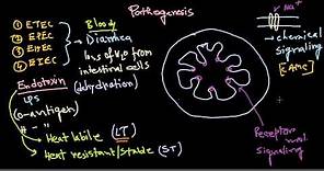 Escherichia coli pathogenesis