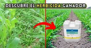 El Mejor Herbicida para el Cultivo de Maíz - Descubre el Herbicida Ganador