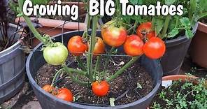 Growing Big Tomatoes in Containers - Mountain Pride Tomato