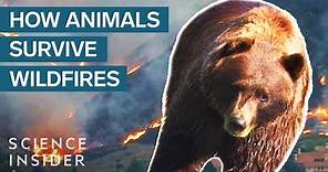 What Happens To Wild Animals During A Wildfire