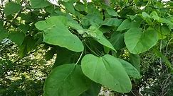 Intro to Trees of Indiana: Northern Catalpa