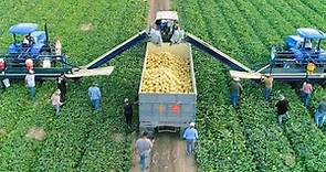 How American Farmers Harvest Thousands Of Tons Of Fruits And Vegetables #2