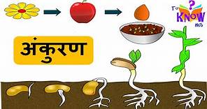 अंकुरण - Science - Germination of Seed - in Hindi (CBSE board and NCERT)