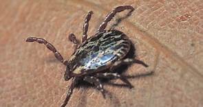 Save your ticks! Missouri team is collecting samples for tick research