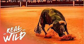 Spain's Most Legendary Fighting Bull | The Spirit Of The Bull | Real Wild