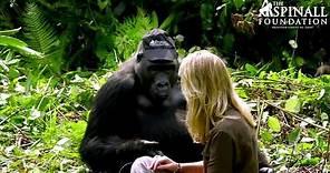 Heart-warming moment WILD GORILLAS accept Damian Aspinall's wife Victoria - OFFICIAL VIDEO