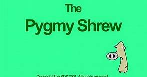 The Pygmy Shrew