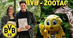 Edin Terzic as a special guest at BVB Zoo Day!