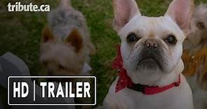Dog Days - Trailer