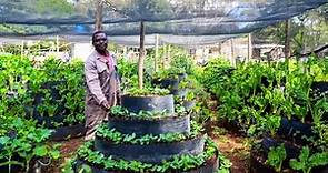 Richest Organic Storey Garden Farmer | Simple thinking but Rich Pockets