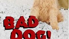 Bad Dog!: Dog Gone