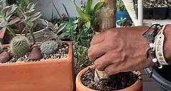 Dracaena fragans- Tronco de Brasil Características y Cuidados