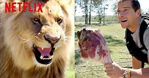 Bear Grylls Chased by a Lion | Animals on the Loose: A You vs. Wild Movie | Netflix After School