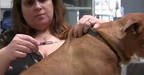 Union Veterinary Clinic - Giving your pet subcutaneous injections