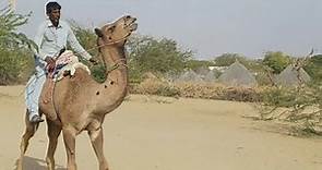 How to train a camel for a ride | Desert camel viral Video