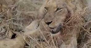 MalaMala – a Styx pride lioness feeding on impala