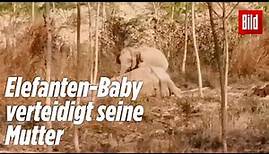 Elefanten-Baby kämpft verzweifelt um das Leben der Mutter