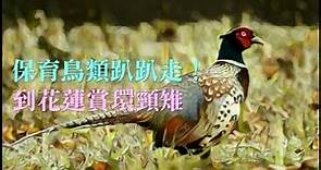 保育鳥類趴趴走！到花蓮賞環頸雉 | 台灣蘋果日報