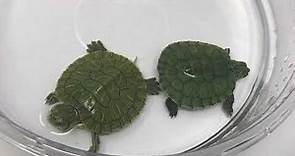 Baby red eared slider turtles for sale from tortoise town!