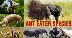 All Anteater Species / complete list of anteaters / types of anteater