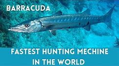 Barracuda Fish | Marine Life Documentary | Sea Animals