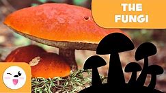 What are fungi? - The Fungi Kingdom for kids