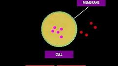 Cell Membrane and Selective Permeability