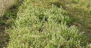 Herbal Materia Medica #18 Mint Mentha spicata
