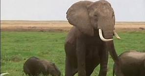 Los elefantes africanos, los animales con mejor olfato - science