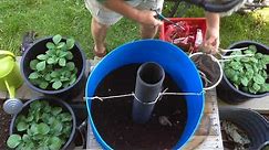 How to grow potatoes in a large barrel