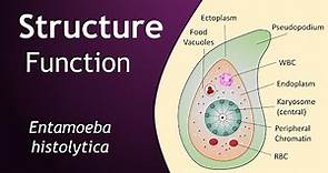 Entamoeba histolytica | Structure and Function | Parasitology | Basic Science Series