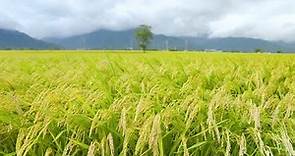 The history of rice | Research & Knowledge