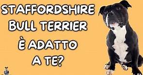 Staffordshire Bull Terrier: Cosa Sapere