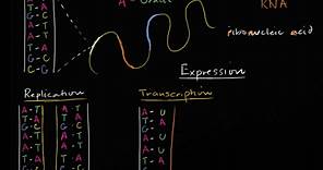 Replicación del ADN y transcripción y traducción del ARN