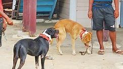 Dog owner in custody after pit bulls reportedly maul man to death - Guyana Chronicle