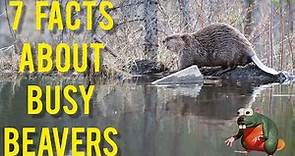 Beavers: 7 Facts about The American Beaver and The Eurasian Beaver
