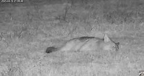 Coyote sleeping in the field.