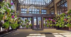 Longwood Reimagined Orchid House Reopening