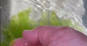 Lechuga de mar, Ulva lactuca. Alga verde comestible