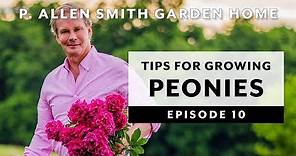 Peonies | Growing Tips & FAQ: Garden Home VLOG (2019) 4K