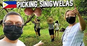 SINIGWELAS (CIRUELAS) FRUIT PICKING IN THE MOUNTAINS OF BATANGAS PHILIPPINES