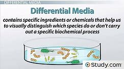 Differential & Selective Media | Definition & Examples