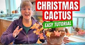 Christmas Cactus Care - A Simple Guide For Beginners
