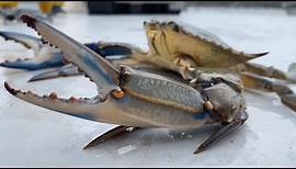 Crabe bleu : invasion biologique en Méditerranée